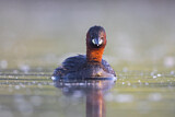 Image. Little Grebe