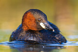 Image. Little Grebe