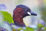 Image. Little Grebe