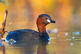 Image. Little Grebe