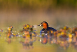Image. Little Grebe
