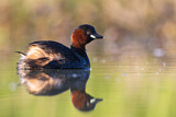 Image. Little Grebe