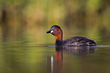 Image. Little Grebe