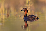 Image. Little Grebe