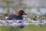Image. Little Grebe