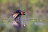 Image. Little Grebe