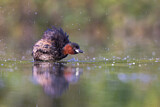 Image. Little Grebe