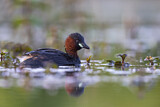 Image. Little Grebe