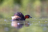 Image. Little Grebe