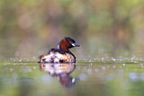 Image. Little Grebe
