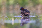 Image. Little Grebe