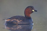 Image. Little Grebe