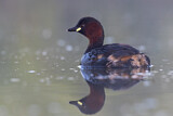 Image. Little Grebe