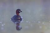 Image. Little Grebe