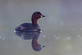 Image. Little Grebe