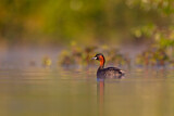 Image. Little Grebe