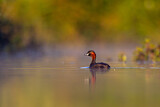 Image. Little Grebe