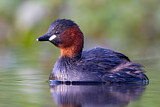 Image. Little Grebe