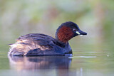 Image. Little Grebe