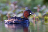Image. Little Grebe