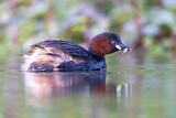 Image. Little Grebe