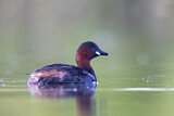 Image. Little Grebe