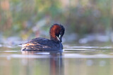 Image. Little Grebe