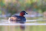 Image. Little Grebe