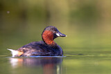 Image. Little Grebe