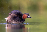 Image. Little Grebe