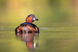 Image. Little Grebe