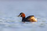 Image. Little Grebe