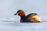 Image. Little Grebe