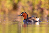 Image. Little Grebe