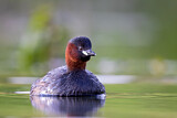 Image. Little Grebe