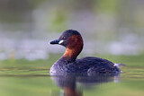 Image. Little Grebe