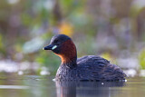 Image. Little Grebe