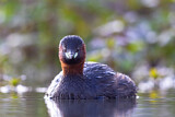 Image. Little Grebe