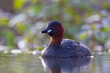Image. Little Grebe
