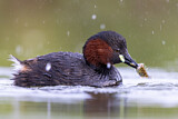 Image. Little Grebe