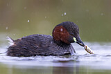 Image. Little Grebe