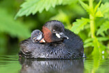 Image. Little Grebe