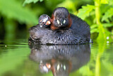 Image. Little Grebe