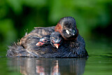 Image. Little Grebe
