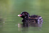 Image. Little Grebe