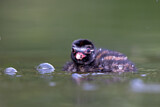 Image. Little Grebe