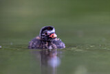 Image. Little Grebe