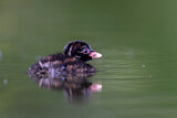 Image. Little Grebe