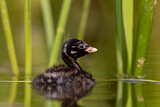 Image. Little Grebe