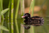 Image. Little Grebe